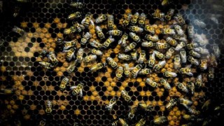 Verdadero o falso: abejas - Segmento humorístico - DelSol 99.5 FM