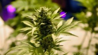 El Empeorador Autosuficiente: el presidente y los combustibles, el registro estatal de cannabis y Min. del Interior - Columna de Darwin - DelSol 99.5 FM