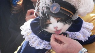 Tama: una gata que se convirtió en jefa de un tren - ¡Qué animal! - DelSol 99.5 FM