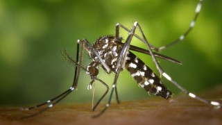 No todo es covid en la vida, hay dengue también  - Arranque - DelSol 99.5 FM