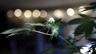 “El Ministerio de Salud Pública está trancando el cannabis medicinal”, afirmó Mercedes Ponce de León - Entrevistas - DelSol 99.5 FM