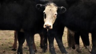Brasil confirmó un caso de vaca loca, ¿festeja Uruguay? - Audios - DelSol 99.5 FM