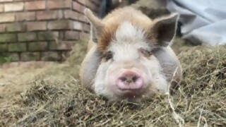 Mini Pig, los chanchitos que conquistaron a los uruguayos - Entrevista central - DelSol 99.5 FM