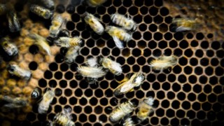 Algunas respuestas sobre la apicultura y las abejas del Uruguay - NTN Concentrado - DelSol 99.5 FM