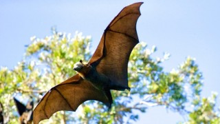 Qué hacer si uno se encuentra con un murciélago/ Netflix se puso ortiba - Columna de Darwin - DelSol 99.5 FM