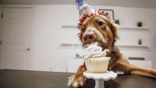 ¿Está bien festejarle el cumpleaños a las mascotas? - Sobremesaza - DelSol 99.5 FM