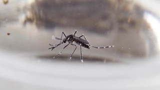 Dengue: Uruguay “no tiene las condiciones epidemiológicas” para que el sistema de salud se sature este año - Entrevistas - DelSol 99.5 FM