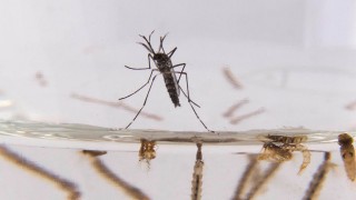 Consejos para defenderse de los mosquitos - Darwin concentrado - DelSol 99.5 FM