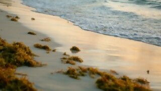 Las playas sin sargazo - Tasa de embarque - DelSol 99.5 FM