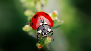 Elijan un insecto para que tenga tamaño de humano - Sobremesa - DelSol 99.5 FM