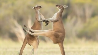 Viajar a Australia - Segmento humorístico - DelSol 99.5 FM