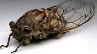 Los animales más ruidosos y silenciosos - Segmento humorístico - DelSol 99.5 FM