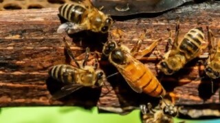 ¿Qué onda las abejas reinas? - Sobremesa - DelSol 99.5 FM