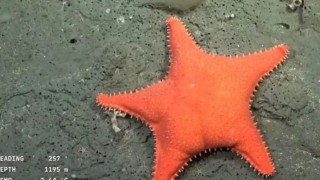 Sapo en la transmisión de la expedición al fondo del mar uruguayo - Arranque - DelSol 99.5 FM