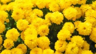 El furor de las flores amarillas  - La Charla - DelSol 99.5 FM