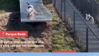 Darwin comentó el video del perro viral en el tobogán de las canteras y reclamó desagraviar al Gusanito Manzana - Darwin concentrado - DelSol 99.5 FM
