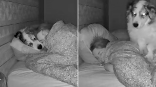 ¿Qué se hace con los perros que suben a la cama durante el sexo? - Sobremesa - DelSol 99.5 FM