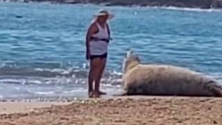 ¿Qué nos está pasando? Darwin comentó el peligroso acercamiento de una mujer a un elefante marino en La Paloma - Darwin concentrado - DelSol 99.5 FM