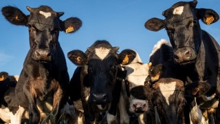 “Caería el 65% de los aranceles que paga la carne, significa unos U$S 15 millones que entran a la cadena” - Entrevistas - DelSol 99.5 FM