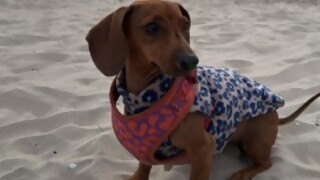 Tema libre: los perros en la playa. - Sobremesa - DelSol 99.5 FM