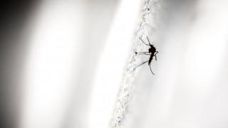 El mosquito que desafía los conocimientos de física de Darwin - Columna de Darwin - DelSol 99.5 FM