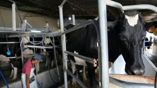 “Vemos un futuro incierto en la lechería del país”  - Entrevistas - DelSol 99.5 FM