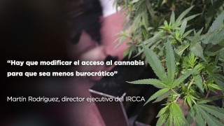 “Hay que modificar el acceso al cannabis para que sea menos burocrático” - Entrevistas - DelSol 99.5 FM