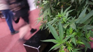 “Hay que modificar el acceso al cannabis para que sea menos burocrático” - Entrevistas - DelSol 99.5 FM