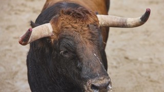 Martinho y las corridas de toros - Buen mediodía - DelSol 99.5 FM