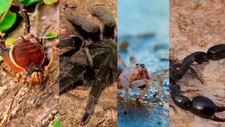 La audiencia de No toquen nada eligió cuatro nombres de arácnidos - Entrevistas - DelSol 99.5 FM