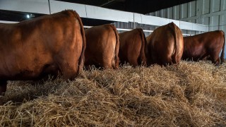 La intimación a mitigar el “olor a país agropecuario” en el Puerto y la idea de Darwin para lograrlo - Columna de Darwin - DelSol 99.5 FM