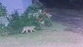 Un puma perdido en Montevideo y Yibuti - Entrada en calor - DelSol 99.5 FM