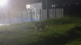 Puma suelto cerca de La Tahona - Arranque - DelSol 99.5 FM