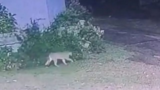 “INBA recibe entre 400 y 500 denuncias por mes por maltrato animal” - Entrevistas - DelSol 99.5 FM