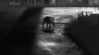 El puma de La Tahona y otras como 10 noticias en un minuto - Darwin concentrado - DelSol 99.5 FM