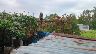 Nuevo avistamiento de mono, el delincuente no humano por excelencia - Darwin concentrado - DelSol 99.5 FM