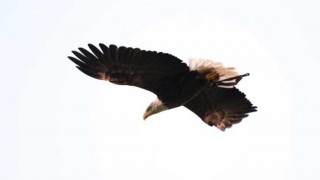 Animales que más y que menos - Segmento humorístico - DelSol 99.5 FM