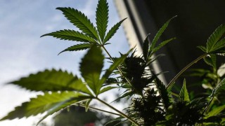 Las recomendaciones que “atentan contra la esencia del pastor” y el cannabis medicinal - NTN Concentrado - DelSol 99.5 FM