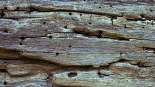 V, invasión de insectos - Buen mediodía - DelSol 99.5 FM