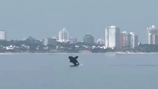 La migración hacia el este (no sólo de las ballenas) - Buen mediodía - DelSol 99.5 FM