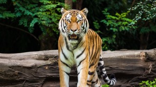 Hombre vs tigre, ¿hay que sacrificarlo? - Arranque - DelSol 99.5 FM
