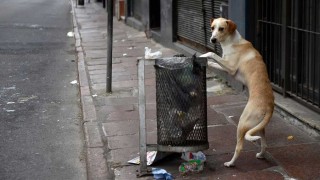 Perros peligrosos o callejeros: la propuesta de los veterinarios - Informes - DelSol 99.5 FM