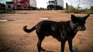 Los veterinarios y su propuesta para perros potencialmente peligrosos - NTN Concentrado - DelSol 99.5 FM