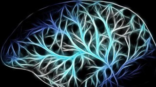¿Qué es lo que diferencia al cerebro humano de los demás? - NTN Concentrado - DelSol 99.5 FM
