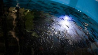 “Si se alimentan bien, los pescados cultivados son tan saludables como los capturados” - Entrevistas - DelSol 99.5 FM