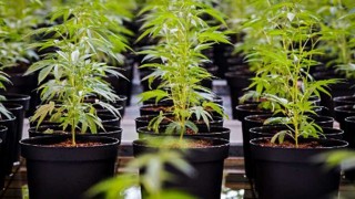 Cabildo Abierto y la marihuana: van por todo, ¿conseguirán algo? - Audios - DelSol 99.5 FM