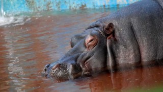 Hipopótesis de Darwin: los tupas inocularon a Clorinda o está muerta - Columna de Darwin - DelSol 99.5 FM