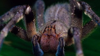 Araña bananera: el temor de los científicos por una alarma injustificada - Entrevistas - DelSol 99.5 FM