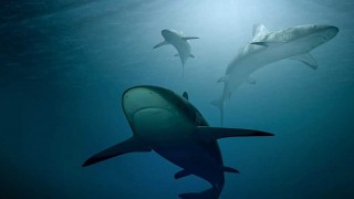 ¿Enfrentar un tiburón en el agua o un tigre en la tierra? - Sobremesa - DelSol 99.5 FM