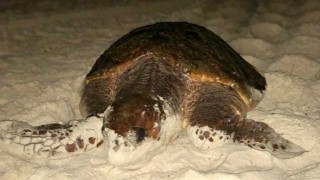 Tartabinhas: al cuidado de las sociables tortugas de Bombinhas - Entrevistas - DelSol 99.5 FM